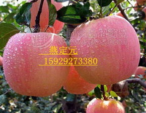冷庫紅富士 批發價格 廠家 圖片 食品招商網